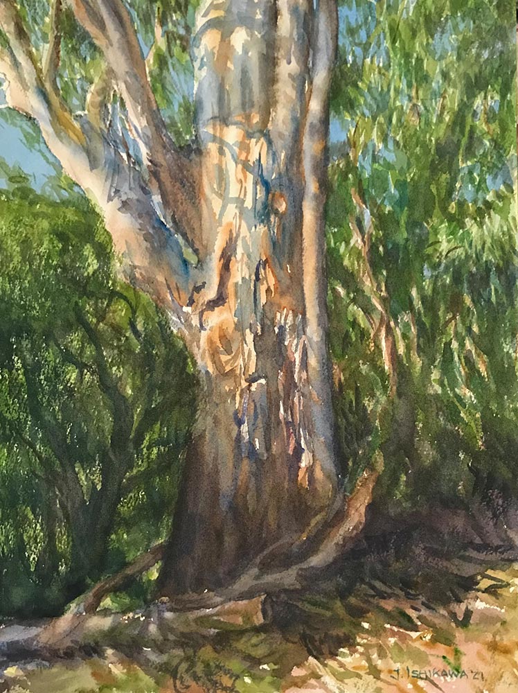 Mill Creek Eucalyptus
