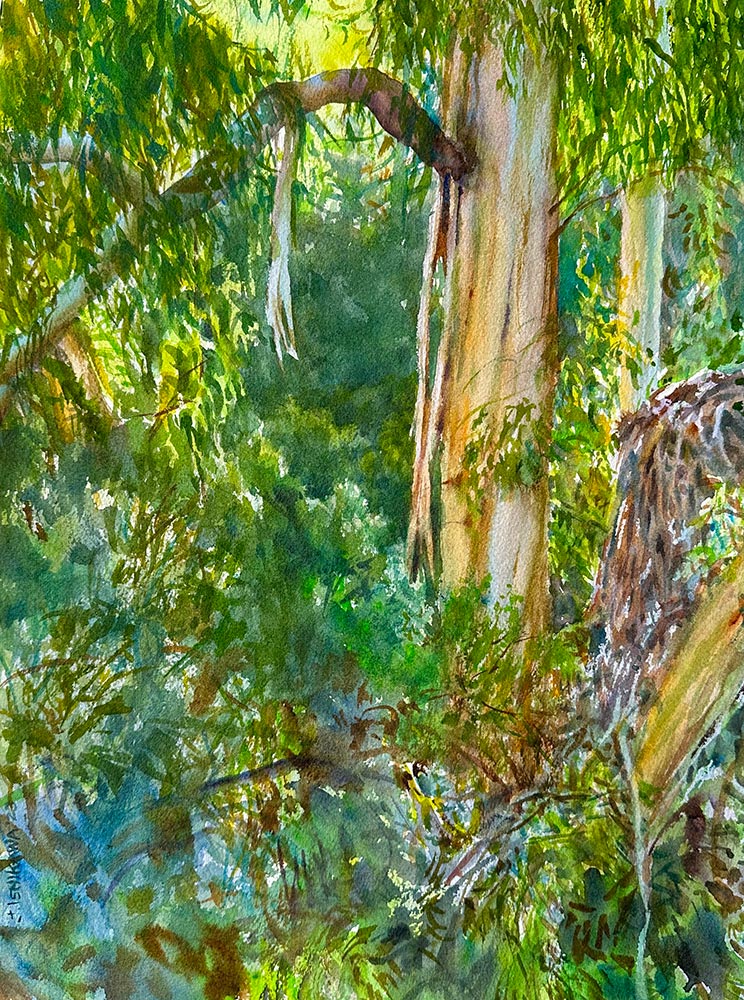 Among the Eucalyptus