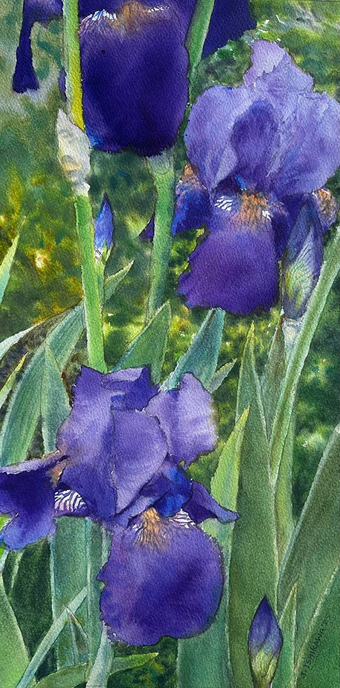 Iris