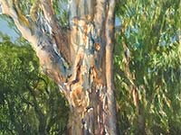 Mill Creek Eucalyptus