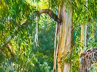 Among the Eucalyptus