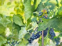 On the Vine
